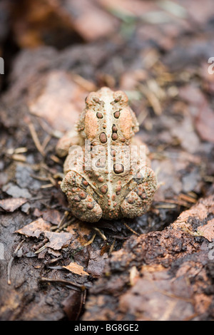 Amerikanische Kröte (Bufo americana). Camouflage Markierungen. Unregelmäßiges Muster der Warzen in der Entlastung auf die Epidermis oder Haut. Stockfoto