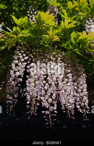 Wisteria Floribunda Rosea Stockfoto