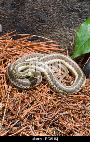 Eastern Garter Snake (Thamnophis sirtalis sirtalis). Juli. Pennsylvania, USA. Stockfoto