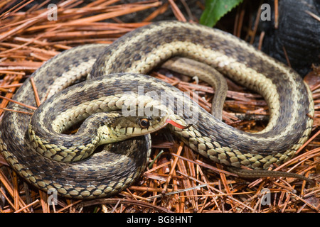 Östlichen Garter Snake (Thamnophis Sirtalis Sirtalis). Rhode Island, USA. Stockfoto