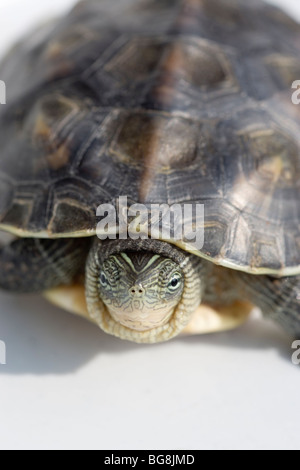 Chinesische Streifen-necked Turtle (Ocadia Sinensis). Stockfoto