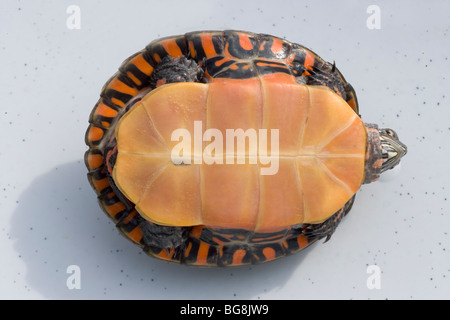 Östliche gemalte Schildkröte Chrysemys Picta Picta zeigt typische Undershell oder Plastron Farbe ohne Markierungen. Stockfoto