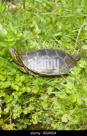 Western bemalt Schildkröte Chrysemys Picta Belli Sonne aalen auf dem land Stockfoto