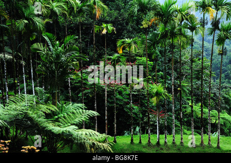 Fort-de-France, Martinique (972): "Jardin de Balata" Botanischer Garten Stockfoto