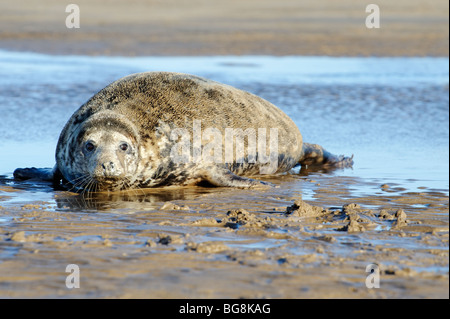 Graue Dichtung am Strand von Donna Nook in Lincolnshire Stockfoto