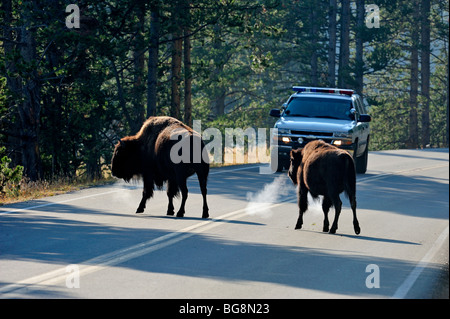 Amerikanische Bison (Bison bison) Kreuzung Grand Loop Road im Hayden Valley Yellowstone National Park, Wyoming, USA Stockfoto