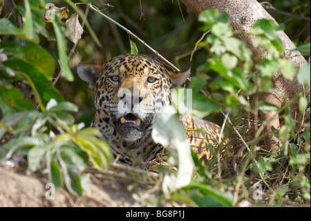 JAGUAR, Panther, frei lebenden PANTHERA ONCA, PANTANAL, MATO GROSSO, Brasilien, Südamerika Stockfoto