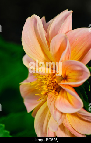 Seitenansicht des rosa und gelben Dahlie Blüte Stockfoto