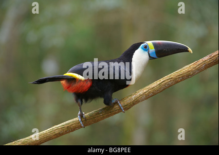 Weiße-Throated Toucan, Red-Billed Toucan, Ramphastos Tucanus, VOGELPARK, FOZ DO IGUACU, Brasilien, Südamerika Stockfoto