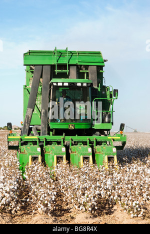 Baumwollpflücker erntet ein Baumwollfeld in Arizona Stockfoto