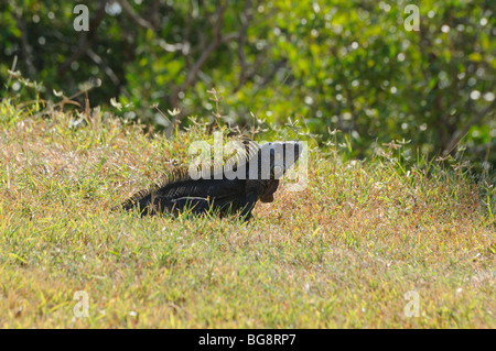 Wilden Leguan auf Key West, Florida USA Stockfoto