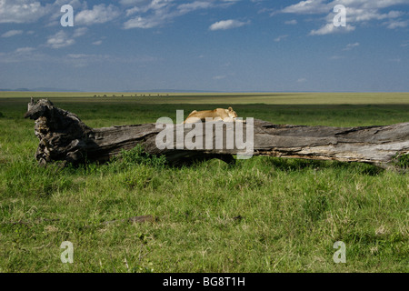 Afrikanische Löwin schlafen auf Log, Masai Mara, Kenia Stockfoto