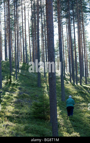 Eine ältere finnische Frau pflücken Heidelbeeren in Kiefer ( pinus sylvestris ) Heide / Nadelwald Taiga , Finnland Stockfoto