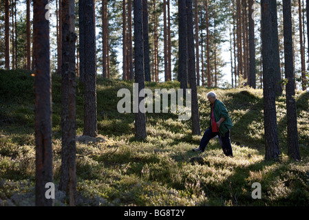 Eine ältere finnische Frau pflücken Heidelbeeren in Kiefer ( pinus sylvestris ) Heide / Nadelwald Taiga , Finnland Stockfoto