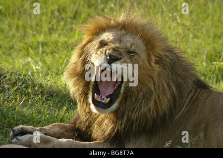 Afrikanischen Löwen machen Flehman Gesicht, Masai Mara, Kenia Stockfoto