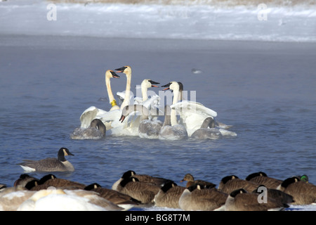 Gruppen von vom Aussterben bedrohten Trumpeter Schwäne (Cygnus Buccinator) streiten lautstark auf dem offenen Wasser von einem eisigen Wisconsin River. Stockfoto