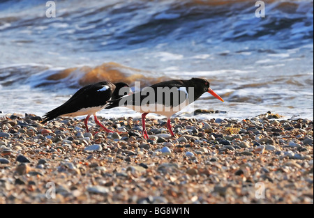 Paar Austernfischer auf Kies Strand, RSPB Snettisham, Norfolk, Großbritannien Stockfoto