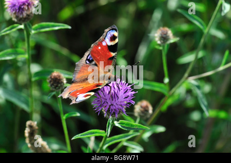Peakcock Schmetterling Fütterung auf Flockenblume Stockfoto