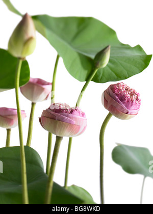 Pink Lotus-Blume-Knospen und Blätter Stockfoto