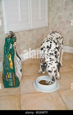 Dalmatiner Hund essen vom teller in der Nähe von Hundefutter Beutel. Herr © Myrleen Pearson ....... Ferguson Cate Stockfoto