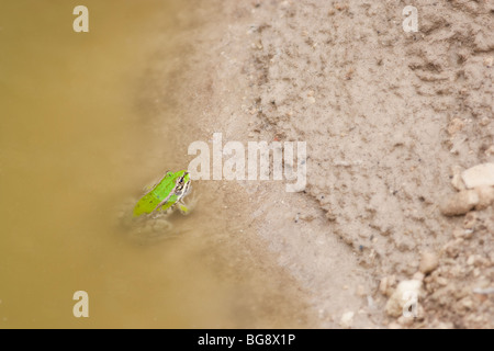 Grasfrosch in einem Teich schaut in die Kamera Stockfoto