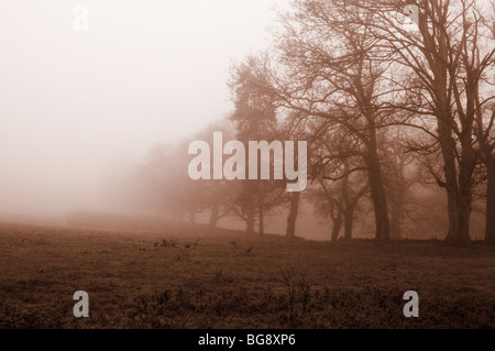 Nebligen Morgen in Swithland, Leicestershire, UK Stockfoto