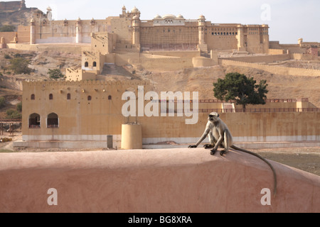 Rose-Palast Indien rajasthan Stockfoto