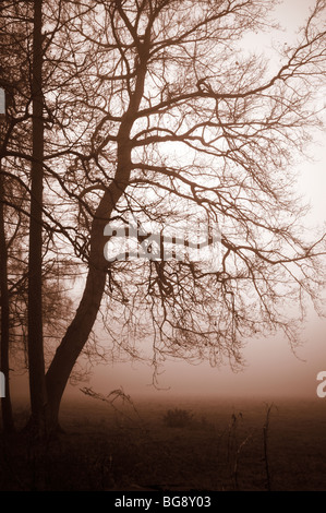 Nebligen Morgen in Swithland, Leicestershire, UK Stockfoto