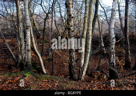 Silver Birch Bäume im alten Wald in Essex. Foto von Gordon Scammell Stockfoto