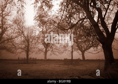 Nebligen Morgen in Swithland, Leicestershire, UK Stockfoto