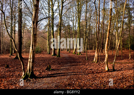 Ein Weg durch den Wald in Essex. Stockfoto