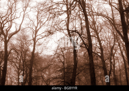 Nebligen Morgen in Swithland, Leicestershire, UK Stockfoto