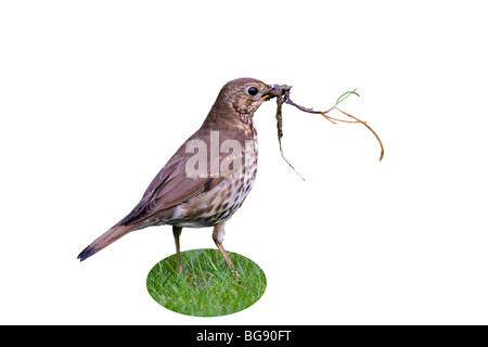 Singdrossel Turdus Philomelos nisten material Stockfoto