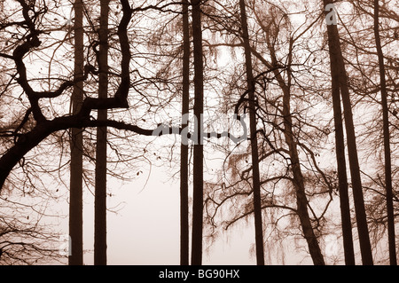 Nebligen Morgen in Swithland, Leicestershire, UK Stockfoto