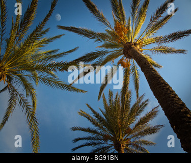 ES - MALLORCA: Palmen am Strand entlang, an der Playa de Palma Stockfoto