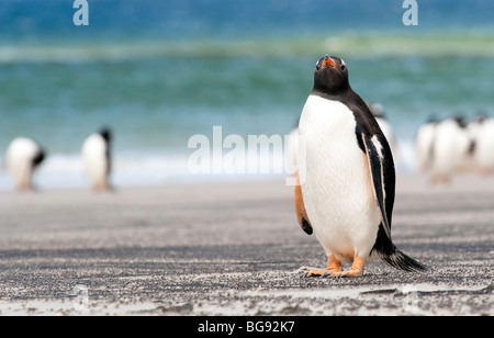 "Ein Gentoo Penguin hält auf dem Weg zurück vom Fischfang zu überprüfen, die Fotografen." Stockfoto