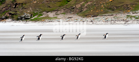 "Fünf Gentoo Penguins kämpfen gegen den Wind auf ihrer Rückkehr vom Fischen." Stockfoto