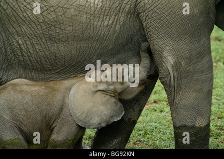 Afrikanischer Elefant Kalb Krankenpflege, Amboseli, Kenia Stockfoto