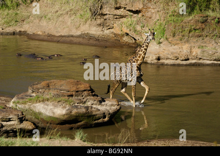 Masai Giraffe Wandern im Fluss mit Nilpferde, Masai Mara, Kenia Stockfoto