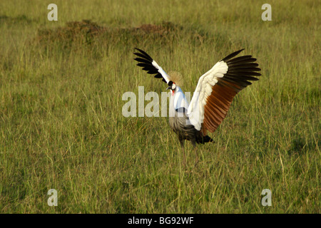 Grey (grau) gekrönt Kran stretching Flügel, Masai Mara, Kenia Stockfoto