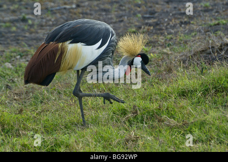 Grey (grau) gekrönt Kran Fütterung, Amboseli, Kenia Stockfoto