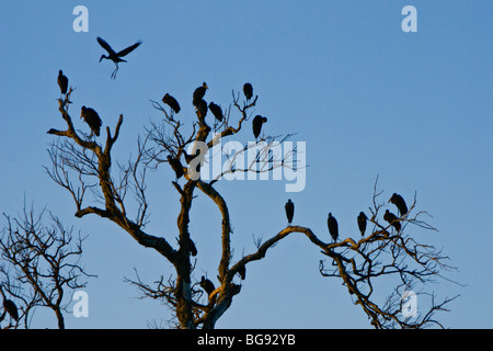 Afrikanische Open-billed Störche im Baum, Kenia Stockfoto