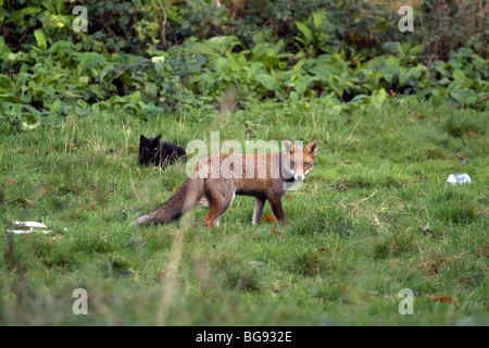 Rotfuchs (Vulpus Vulpus) und schwarze Katze in einem Garten in Nord-London Stockfoto