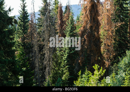 Nadelbäume in Idaho von Mountain Pine Beetle befallen. Stockfoto