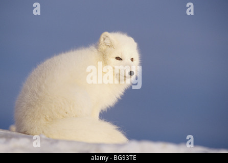 Polarfuchs (Vulpes Lagopus), Erwachsene im Wintermantel, Churchill, Manitoba, Kanada Stockfoto