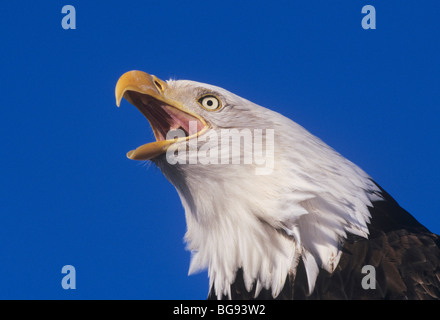 Weißkopf-Seeadler (Haliaeetus Leucocephalus), Erwachsene aufrufen, Homer, Alaska, USA Stockfoto