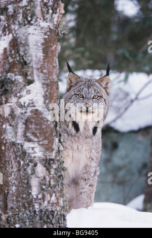 Kanadischer Luchs (Lynx Canadensis), Erwachsene im Schnee, Gefangenschaft, USA Stockfoto