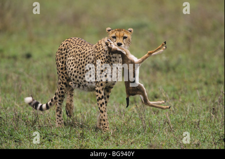 Gepard (Acinonyx Jubatus), Erwachsene mit Thomson es Gazelle (Eudorcas Thomsoni) Beute, Serengeti Nationalpark, Tansania, Afrika Stockfoto