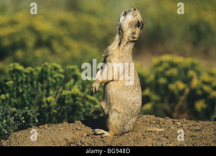 Gunnison Präriehund (Cynomys Gunnisoni), Erwachsene mit der Aufforderung, Colorado, USA Stockfoto