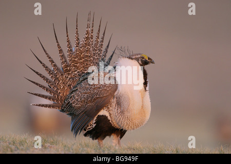 Mehr Sage Grouse (Centrocercus Urophasianus), männliche anzeigen auf Lek, Wyoming, USA Stockfoto